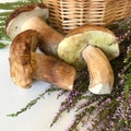Several porcini mushrooms and a bunch of blooming fern. Near a wicker basket