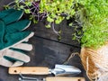 Several pot of microsprouts. Planting potted, garden tools. Top view Royalty Free Stock Photo