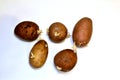 Several sprouted potato tubers on white.