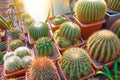 Several pots with large cacti in the greenhouse Royalty Free Stock Photo