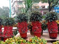 Several potted small red fruits for Chinese Lunar New Year decoration