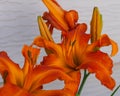 several Primal Scream orange day lilies blooming in the lilies garden Royalty Free Stock Photo