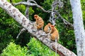 Several Proboscis Monkeys in a tree Royalty Free Stock Photo