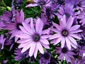 Purple African Moon Daisy's