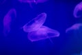 Several purple blue jellyfish close-up on a blue background in lighting. Copy space Royalty Free Stock Photo