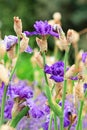 Iris barbata elatior grand waltz