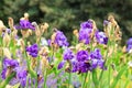 Iris barbata elatior grand waltz