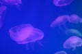 Several purple jellyfish close-up on a blue background in lighting. Copy space