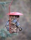 Several Pygmy nuthatches on a bird feeder. Royalty Free Stock Photo