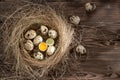 Several quail eggs in a decorative nest made of straw on a wooden table, copy space, flatlay Royalty Free Stock Photo