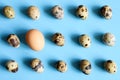 Several quail eggs and one chicken egg on a blue background. a regular pattern. space for text