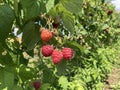 Several raspberries on a bush. Raspberry harvest