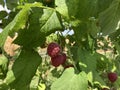 Several raspberries on a bush. Raspberry harvest