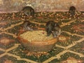 Several rats eat corn in a room of the Karni Mata Rat Temple in Deshnok, India Royalty Free Stock Photo