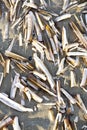 Several razor shells on Dutch beach Royalty Free Stock Photo