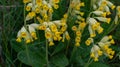 Several real cowslips grow in a meadow