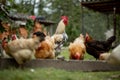 Several red, farm chickens eating some corn in the countryside. Farming and Pet Concept