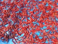 Several Red hot shiny chilli peppers Royalty Free Stock Photo