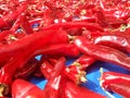 Several Red hot shiny chilli peppers Royalty Free Stock Photo