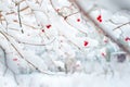 Several red ripe fruits of viburnum covered in snow