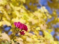 Red Roses against yellow autumn colored leaves with a stark contrast and copy space.