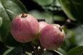 Several red rosy wet ripe apples on branch surrounded by greenery on natural background, selective focus. Harvest in garden Royalty Free Stock Photo