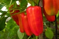 Several red sweet peppers ripen on a bush in a greenhouse, close up