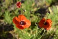 Several red wild poppies on a blurry background of green grass in a field. From above. A symbol of the Memory. Royalty Free Stock Photo