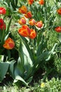 Several red and yellow tulips in spring Royalty Free Stock Photo