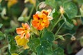 Red and yellow nasturtium flowers growing in the garden Royalty Free Stock Photo