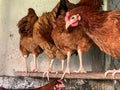 Several red, young laying hens on a roost in the hen house