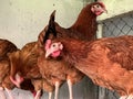 Several red, young laying hens on a roost in the hen house