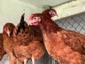 Several red, young laying hens on a roost in the hen house