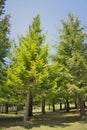 Several redwood trees in full nature a sunny day of blue sky Royalty Free Stock Photo