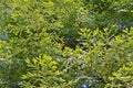 Several redwood trees in full nature a sunny day of blue sky Royalty Free Stock Photo