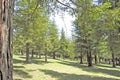 Several redwood trees in full nature a sunny day of blue sky Royalty Free Stock Photo