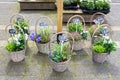 Several reed baskets with flowering plants on ground