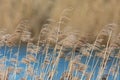 Several reed panicles, reed belt and blue water in sunshine