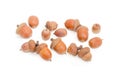 Ripe acorns on a white background Royalty Free Stock Photo