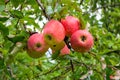 Several ripe apples on a branch in the garden. Five fruits Royalty Free Stock Photo