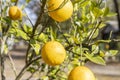 Several ripe Florida oranges on a tree Royalty Free Stock Photo