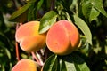 Several ripe juicy peaches hang on a tree. Royalty Free Stock Photo