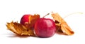 Several ripe juicy red apples with autumn leaves on isolated background Royalty Free Stock Photo