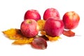 Several ripe juicy red apples with autumn leaves on isolated background Royalty Free Stock Photo