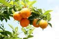 Several ripe oranges growing on tree Royalty Free Stock Photo