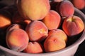 Several ripe peaches in a plastic bowl. Summer peaches harvest