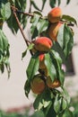 Several ripe peaches on a tree branch Royalty Free Stock Photo