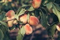 Several ripe peaches on a tree branch Royalty Free Stock Photo