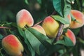 Several ripe peaches on a tree branch Royalty Free Stock Photo