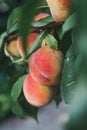 Several ripe peaches on a tree branch Royalty Free Stock Photo